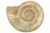 Polished Jurassic Ammonite (Perisphinctes) - Madagascar #273706-1
